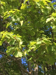 Acer platanoides