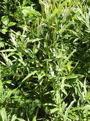 Salix pellita