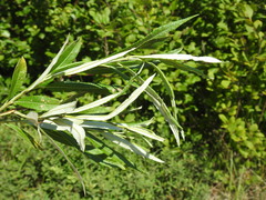 Salix pellita