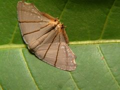 Orudiza protheclaria