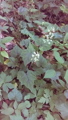 Tiarella austrina