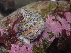 Calliostoma tricolor