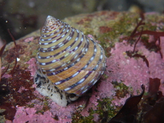 Calliostoma tricolor