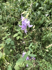 Campanula rapunculoides