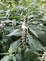 Leonurus quinquelobatus