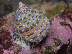 Calliostoma tricolor