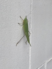 Neoconocephalus exiliscanorus