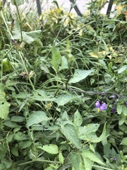 Solanum dulcamara