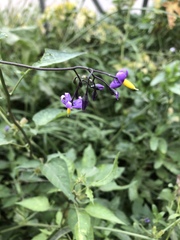 Solanum dulcamara