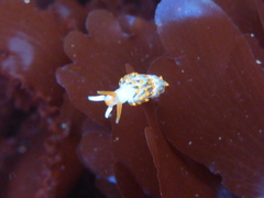 Diaphoreolis lagunae