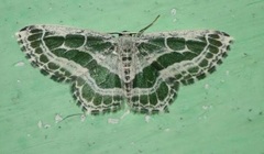 Pseudeuchlora kafebera