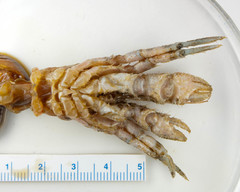 Pagurus arcuatus
