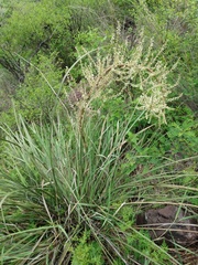 Nolina microcarpa