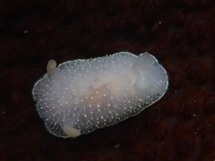 Acanthodoris hudsoni