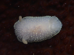 Acanthodoris hudsoni