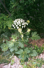 Heracleum stevenii