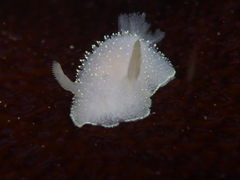 Acanthodoris hudsoni