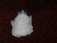 Acanthodoris hudsoni