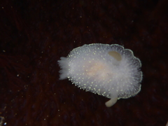 Acanthodoris hudsoni