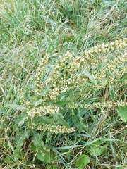 Rumex crispus