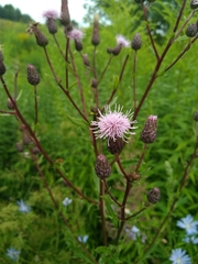 Cirsium arvense