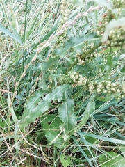 Rumex crispus