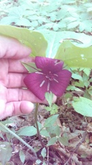 Trillium vaseyi