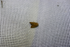 Photedes fluxa