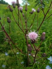 Cirsium arvense