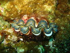 Tridacna noae