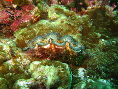 Tridacna noae