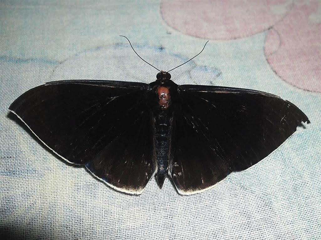 Lygniodes endoleucus