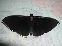 Lygniodes endoleucus