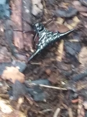Micrathena stuebeli