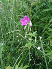 Geranium palustre