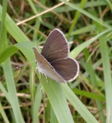 Cyaniris semiargus