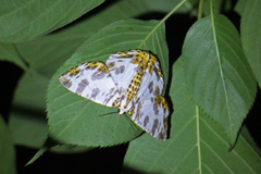 Pachyodes amplificata
