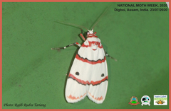 Cyana perornata