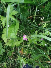 Geranium palustre