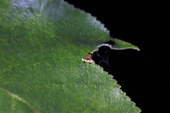 Phrynarachne ceylonica
