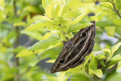 Spirama helicina