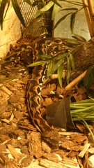 Acrantophis