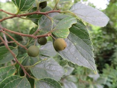 Celtis sinensis