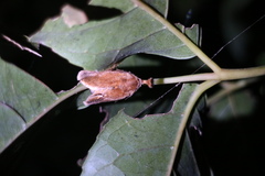 Scopelodes contracta