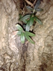 Podocarpus latifolius