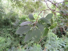 Celtis sinensis