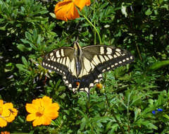 Papilio machaon hippocrates