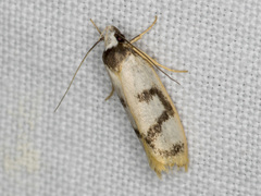 Eulechria sigmophora