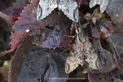 Psilogramma discistriga