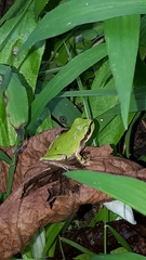 Hyla japonica
